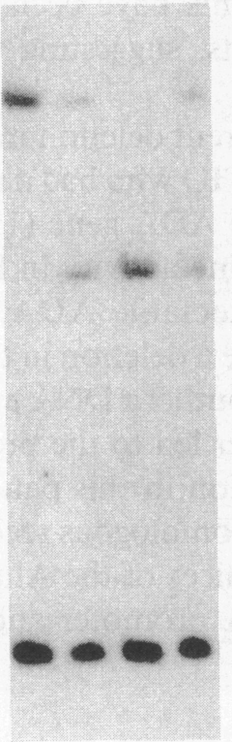 https://cdn.ncbi.nlm.nih.gov/pmc/blobs/e5e8/442559/684fa4e26b15/jcinvest00099-0030-a.jpg