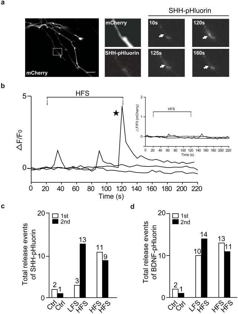 https://cdn.ncbi.nlm.nih.gov/pmc/blobs/e5eb/5338313/61cf0ab4db94/srep43865-f3.jpg
