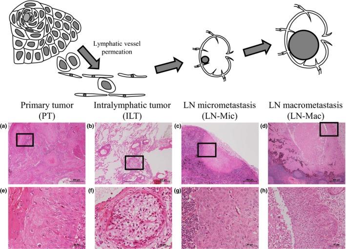 https://cdn.ncbi.nlm.nih.gov/pmc/blobs/e5ef/5276828/41b7170250b3/CAS-108-136-g001.jpg