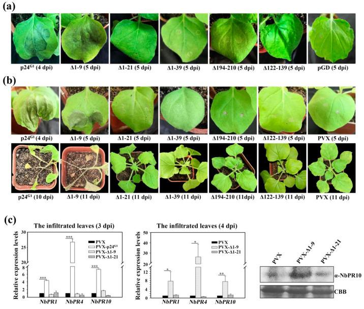 https://cdn.ncbi.nlm.nih.gov/pmc/blobs/e5f4/7601950/5f06a27e6796/viruses-12-01111-g007.jpg