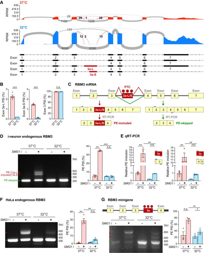https://cdn.ncbi.nlm.nih.gov/pmc/blobs/e5f5/10350819/e7d304ffa22e/EMBJ-42-e113168-g003.jpg