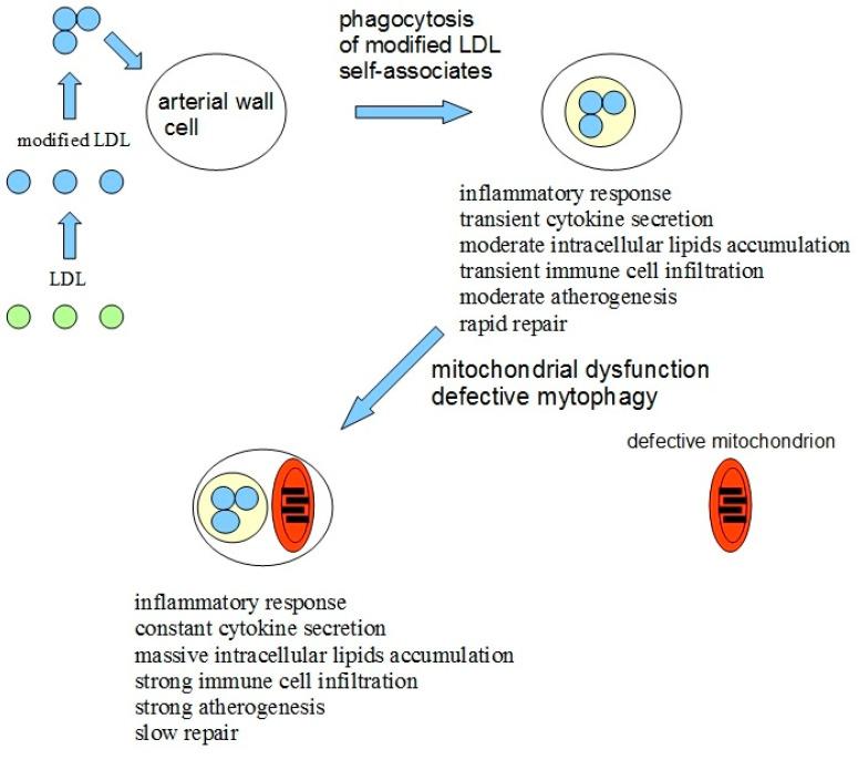 https://cdn.ncbi.nlm.nih.gov/pmc/blobs/e5fd/8071216/609a609a0306/ijms-22-04080-g001.jpg