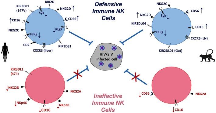 https://cdn.ncbi.nlm.nih.gov/pmc/blobs/e601/6540610/02b650ec5869/fimmu-10-01124-g0001.jpg