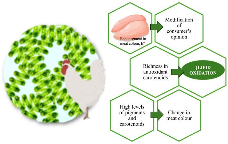https://cdn.ncbi.nlm.nih.gov/pmc/blobs/e602/10931167/76eed6d441bc/foods-13-00799-g001.jpg