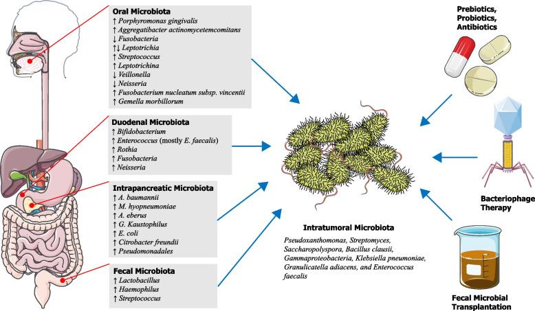 https://cdn.ncbi.nlm.nih.gov/pmc/blobs/e605/10768369/76a42ce52e68/12866_2023_3166_Fig1_HTML.jpg