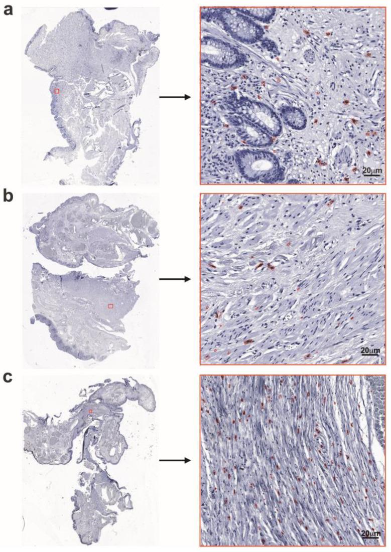 https://cdn.ncbi.nlm.nih.gov/pmc/blobs/e60a/11989036/ee504c134fee/cells-14-00550-g002.jpg
