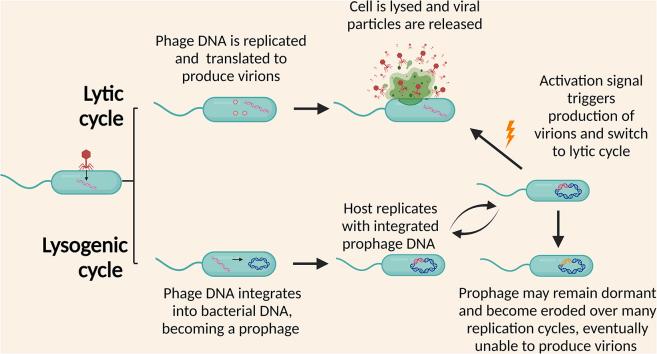 https://cdn.ncbi.nlm.nih.gov/pmc/blobs/e60b/11554570/d2988a33c0b5/gr2.jpg
