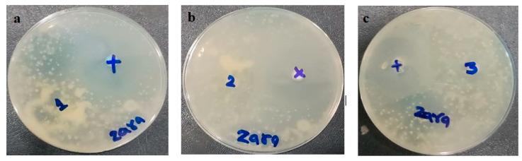https://cdn.ncbi.nlm.nih.gov/pmc/blobs/e60d/10675164/6f17ae27c070/pharmaceutics-15-02537-g010.jpg