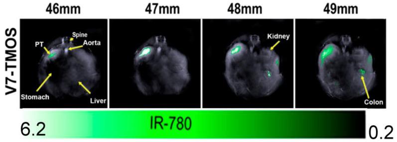 https://cdn.ncbi.nlm.nih.gov/pmc/blobs/e60e/10377919/6658b8970812/cancers-15-03694-g005.jpg