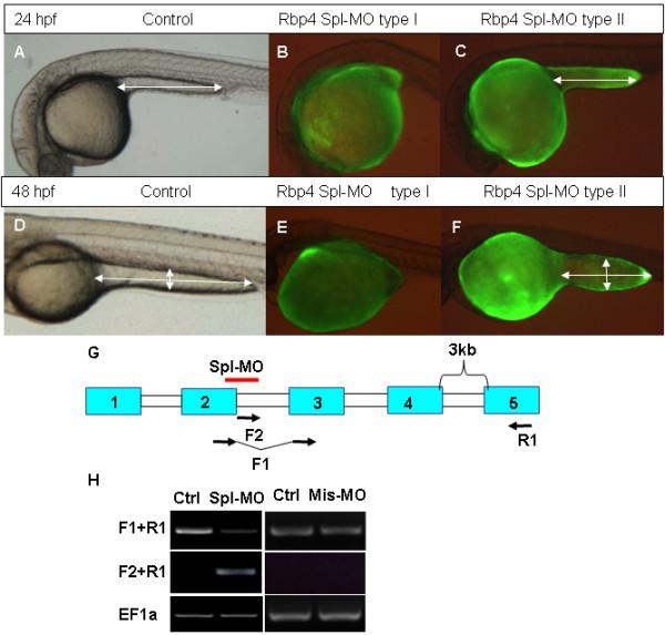 https://cdn.ncbi.nlm.nih.gov/pmc/blobs/e60e/2198918/35196d3af474/1471-213X-7-117-3.jpg
