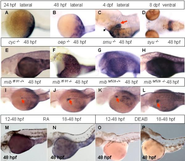 https://cdn.ncbi.nlm.nih.gov/pmc/blobs/e60e/2198918/743c9bff112d/1471-213X-7-117-2.jpg