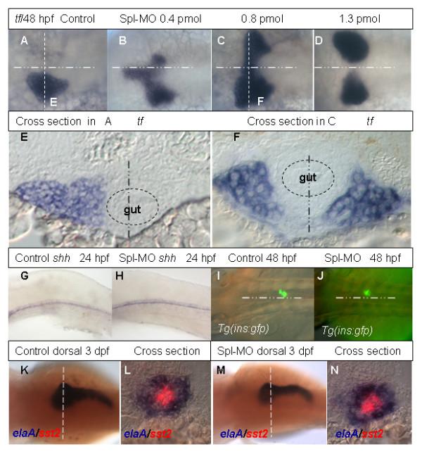 https://cdn.ncbi.nlm.nih.gov/pmc/blobs/e60e/2198918/918be0544897/1471-213X-7-117-4.jpg