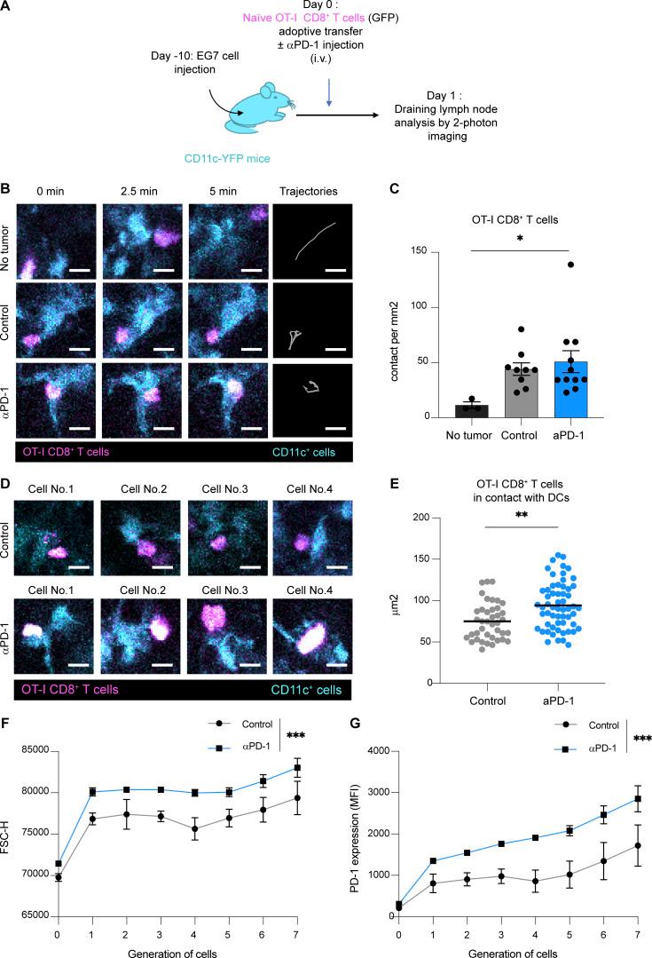 https://cdn.ncbi.nlm.nih.gov/pmc/blobs/e611/10901238/a261255e5717/JEM_20232104_FigS1.jpg