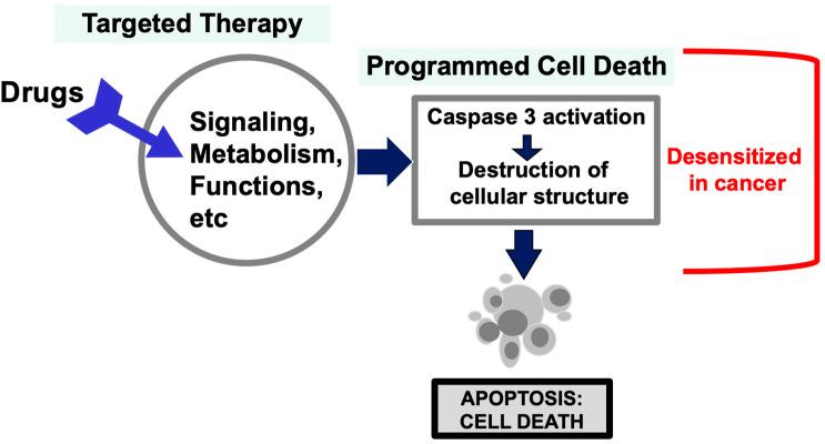 https://cdn.ncbi.nlm.nih.gov/pmc/blobs/e613/11987835/16b6d9c7ce00/cancers-17-01208-g001.jpg