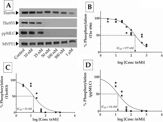 https://cdn.ncbi.nlm.nih.gov/pmc/blobs/e613/3144732/6b2ed060fb56/mv-v17-1877-f4.jpg