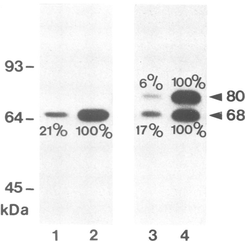 https://cdn.ncbi.nlm.nih.gov/pmc/blobs/e613/553835/6f4fc342d92d/emboj00252-0112-c.jpg
