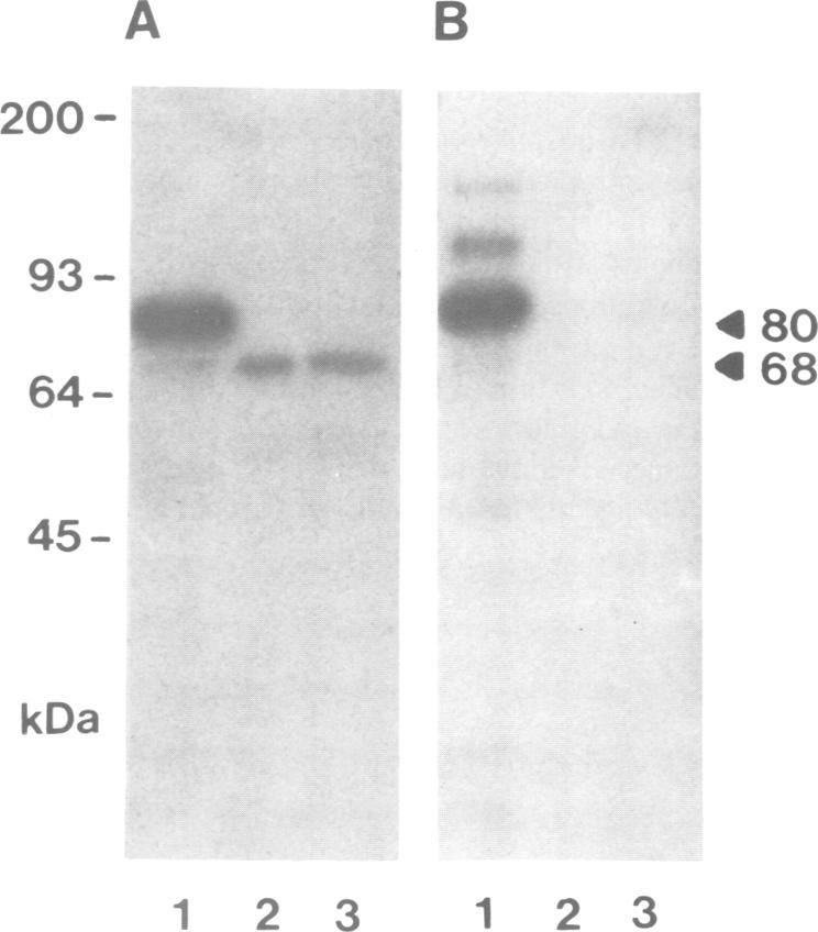 https://cdn.ncbi.nlm.nih.gov/pmc/blobs/e613/553835/8f463763c1ad/emboj00252-0110-a.jpg