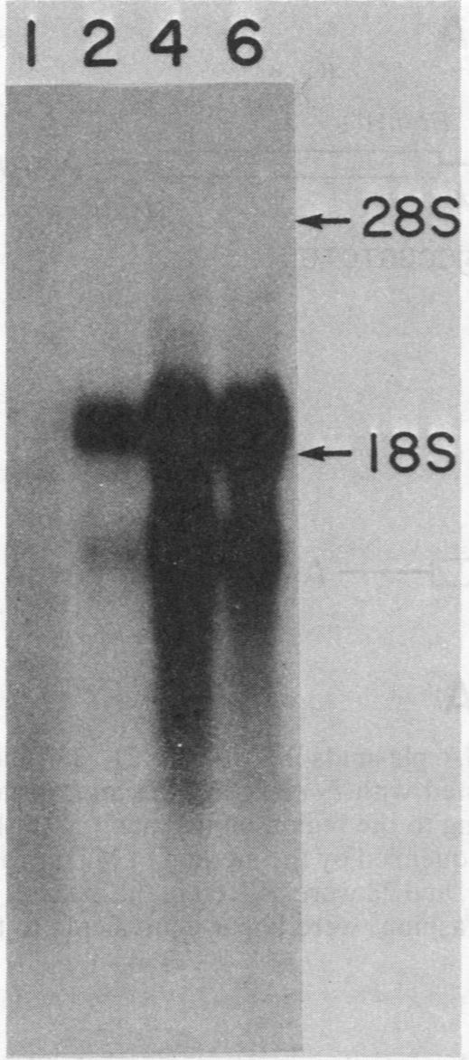 https://cdn.ncbi.nlm.nih.gov/pmc/blobs/e615/370096/39196f4b595e/molcellb00112-0145-a.jpg