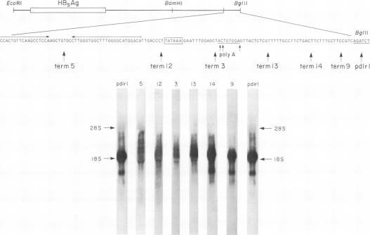 https://cdn.ncbi.nlm.nih.gov/pmc/blobs/e615/370096/ef0caf1c7cf1/molcellb00112-0147-a.jpg