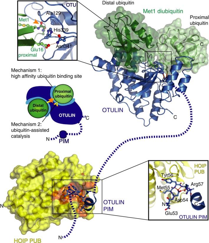 https://cdn.ncbi.nlm.nih.gov/pmc/blobs/e615/4765238/db444e7e4ea9/FEBS-283-39-g002.jpg