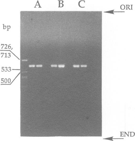 https://cdn.ncbi.nlm.nih.gov/pmc/blobs/e618/307855/945e1224877a/nar00028-0102-a.jpg