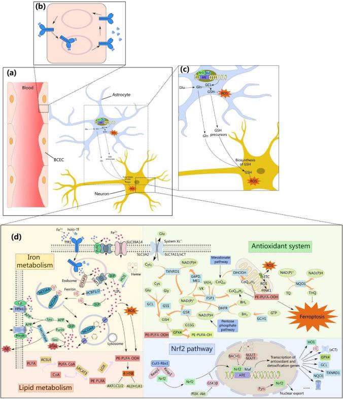 https://cdn.ncbi.nlm.nih.gov/pmc/blobs/e61a/10861688/3191f9a74d37/204_2023_3660_Fig3_HTML.jpg