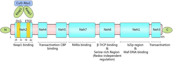 https://cdn.ncbi.nlm.nih.gov/pmc/blobs/e61a/10861688/bede619fd321/204_2023_3660_Fig2_HTML.jpg