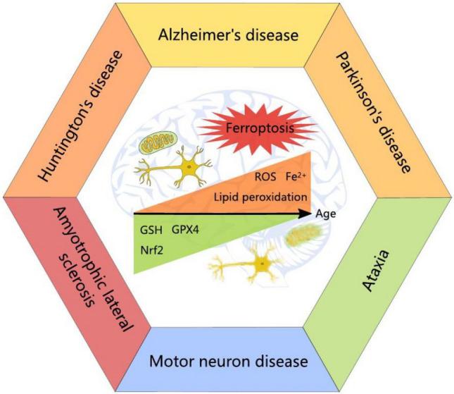 https://cdn.ncbi.nlm.nih.gov/pmc/blobs/e61a/10861688/f41ea98c0206/204_2023_3660_Fig1_HTML.jpg
