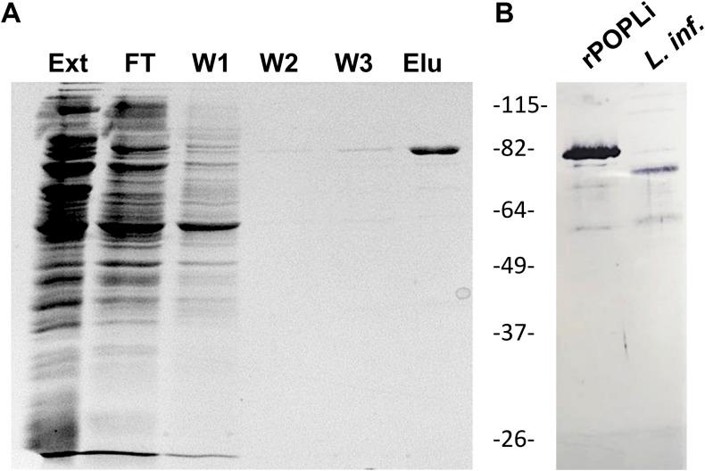 https://cdn.ncbi.nlm.nih.gov/pmc/blobs/e61a/7271538/edddc9029df4/fmicb-11-01060-g001.jpg