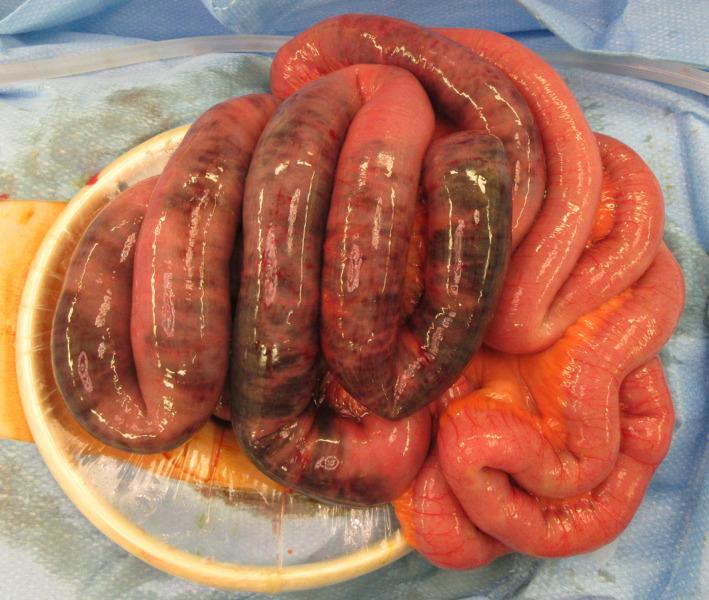 https://cdn.ncbi.nlm.nih.gov/pmc/blobs/e61a/8243755/4769794e8f6b/AMS2-8-e673-g003.jpg