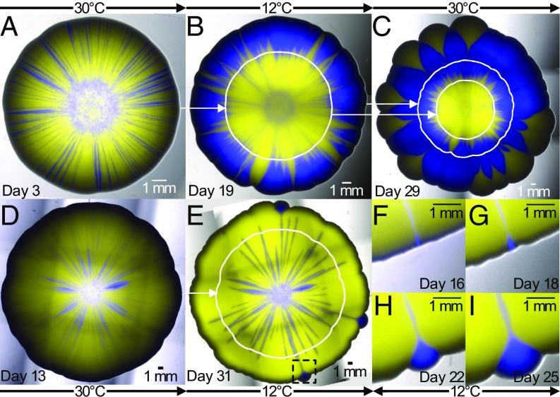 https://cdn.ncbi.nlm.nih.gov/pmc/blobs/e61d/6233111/eee732c2ba77/pnas.1809587115fig02.jpg