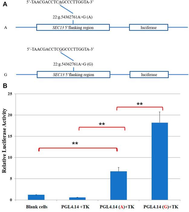 https://cdn.ncbi.nlm.nih.gov/pmc/blobs/e620/9846039/11f77ccaa13b/fgene-13-1065096-g002.jpg