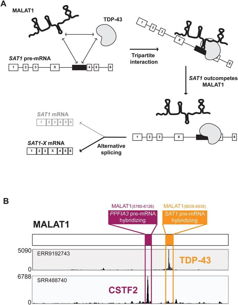 https://cdn.ncbi.nlm.nih.gov/pmc/blobs/e621/12350098/a7a35f3c6764/gkaf784fig8.jpg