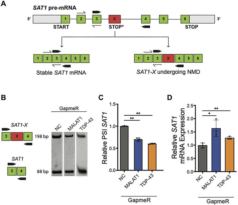 https://cdn.ncbi.nlm.nih.gov/pmc/blobs/e621/12350098/ba109ffd71f5/gkaf784fig1.jpg