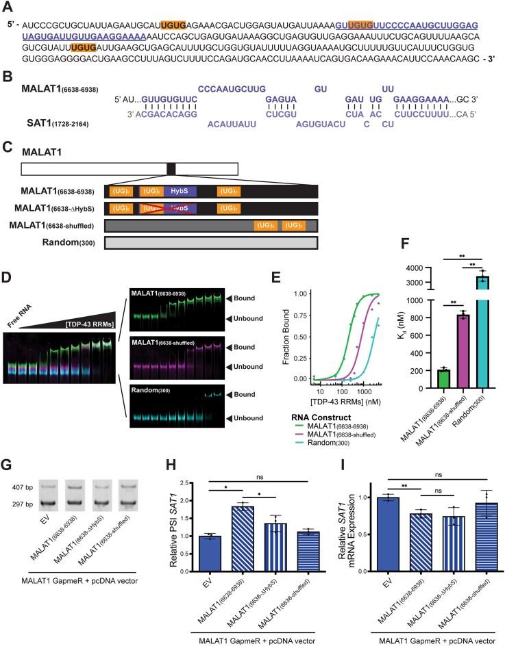 https://cdn.ncbi.nlm.nih.gov/pmc/blobs/e621/12350098/c462017604ef/gkaf784fig4.jpg