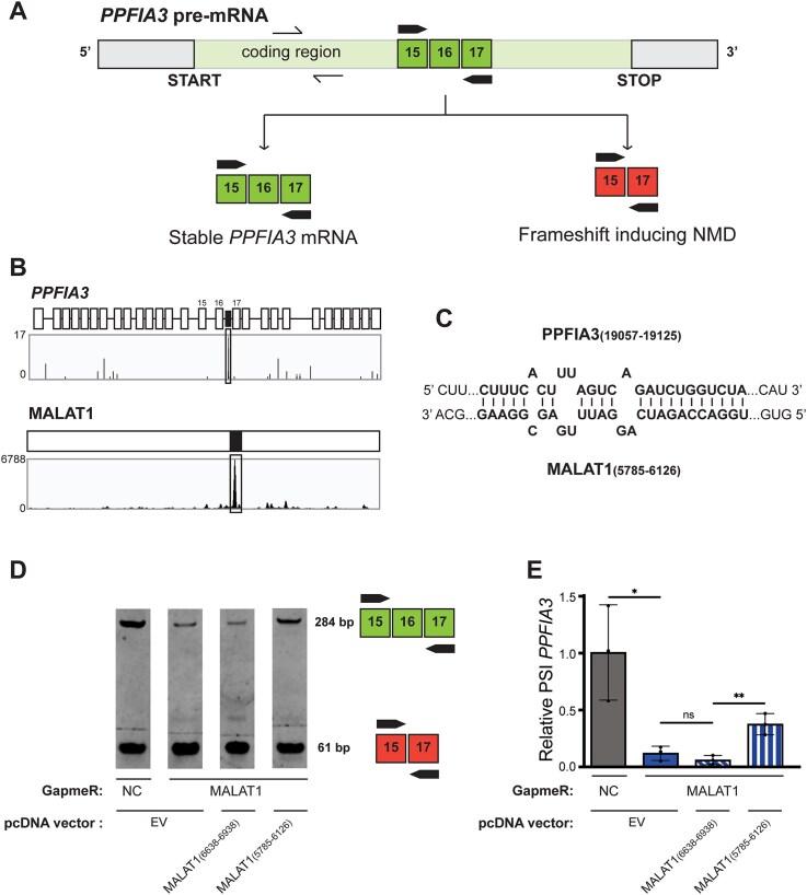 https://cdn.ncbi.nlm.nih.gov/pmc/blobs/e621/12350098/f70778fe0520/gkaf784fig7.jpg