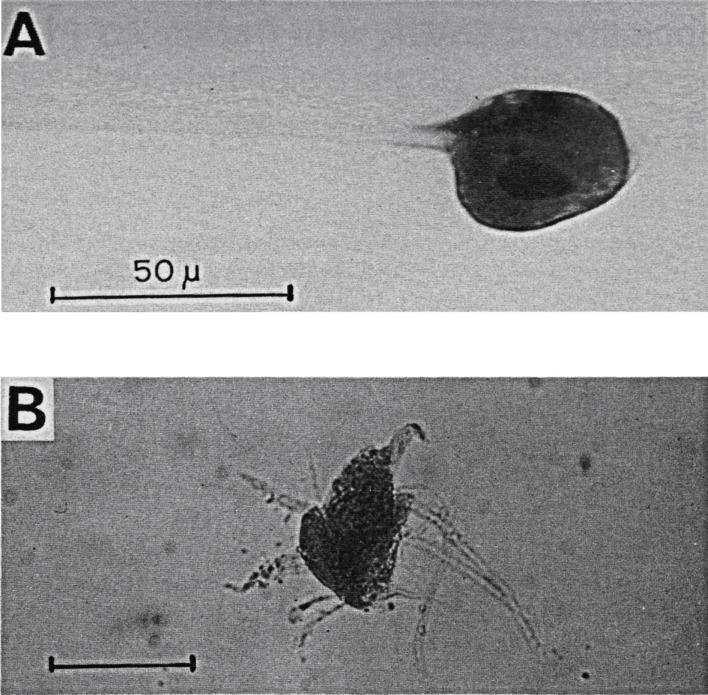 https://cdn.ncbi.nlm.nih.gov/pmc/blobs/e622/3669732/1394fba69375/pjab-89-139-g003.jpg