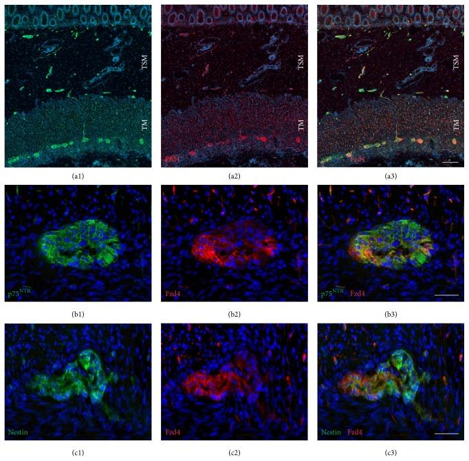 https://cdn.ncbi.nlm.nih.gov/pmc/blobs/e624/4677256/3290843b8d1a/SCI2016-9076823.001.jpg