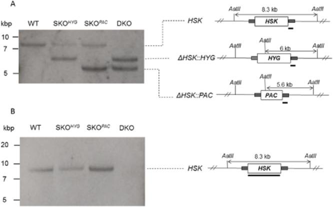 https://cdn.ncbi.nlm.nih.gov/pmc/blobs/e629/4460637/9a485e0645ef/mmi0095-0143-f4.jpg