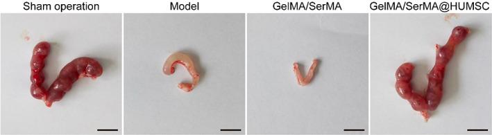 https://cdn.ncbi.nlm.nih.gov/pmc/blobs/e629/9842051/6d9c323ad8c9/BTM2-8-e10328-g002.jpg