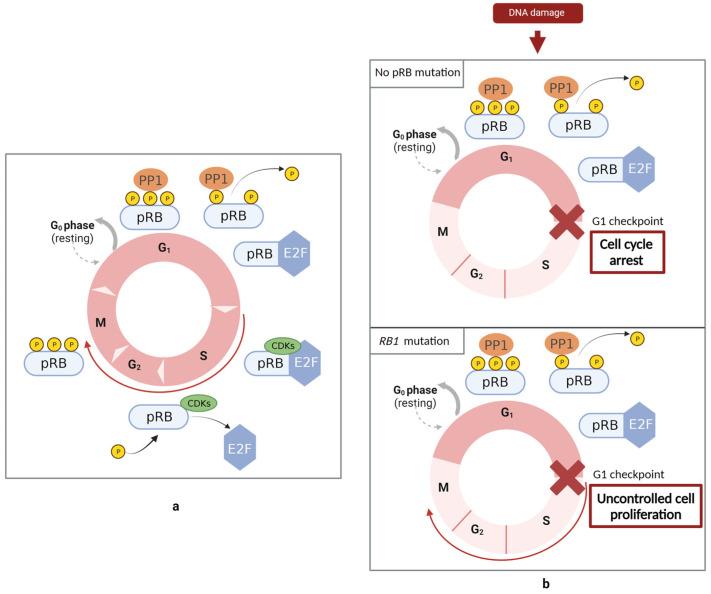 https://cdn.ncbi.nlm.nih.gov/pmc/blobs/e630/10670427/37bc01774e77/cancers-15-05336-g002.jpg