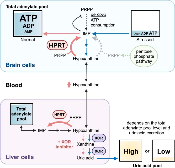 https://cdn.ncbi.nlm.nih.gov/pmc/blobs/e630/11342100/436a83541d78/gr1.jpg