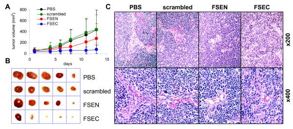 https://cdn.ncbi.nlm.nih.gov/pmc/blobs/e631/2895596/56deae418cfc/1476-4598-9-138-4.jpg