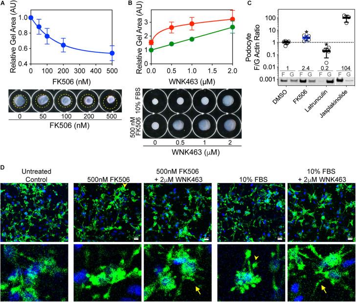https://cdn.ncbi.nlm.nih.gov/pmc/blobs/e634/7884762/58219868d3e9/fcell-08-618898-g004.jpg
