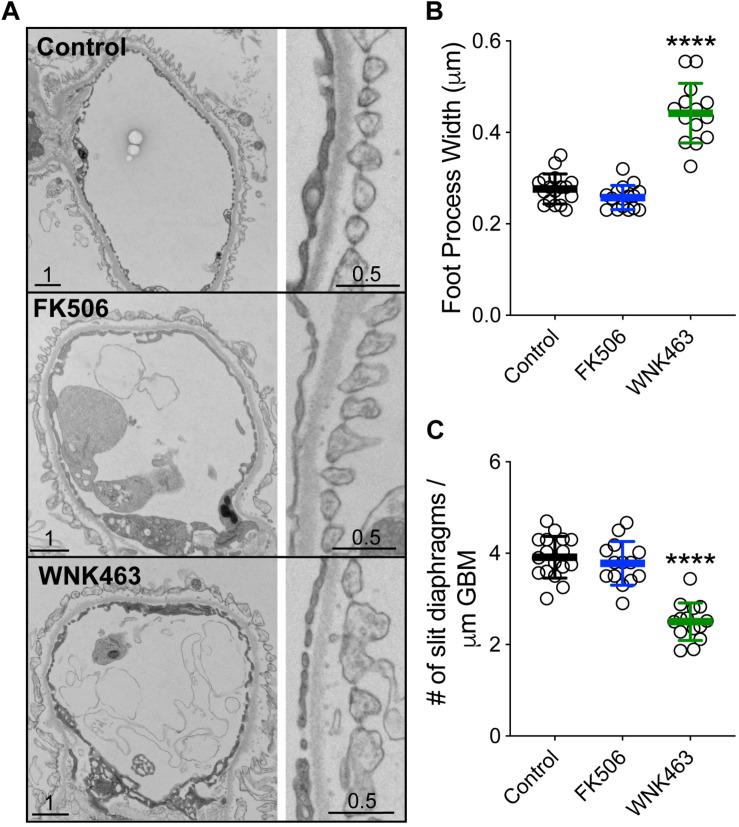 https://cdn.ncbi.nlm.nih.gov/pmc/blobs/e634/7884762/c449174bf331/fcell-08-618898-g009.jpg