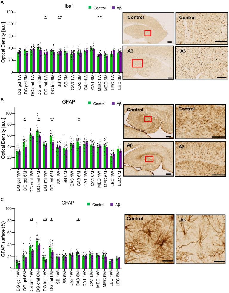 https://cdn.ncbi.nlm.nih.gov/pmc/blobs/e637/11327071/0ad3c5be9ddd/fnagi-16-1397901-g004.jpg