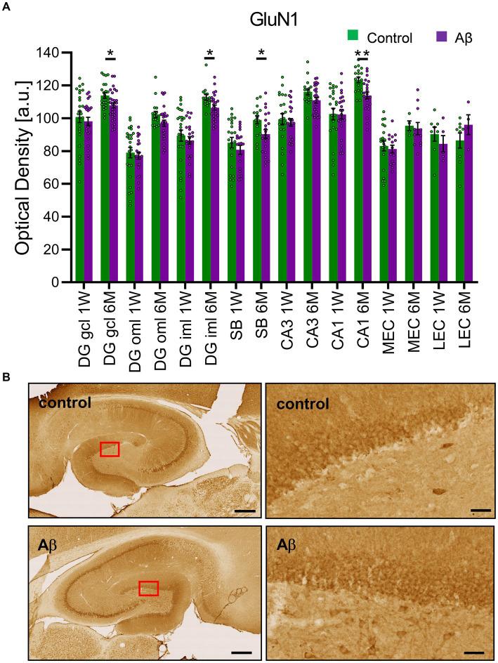 https://cdn.ncbi.nlm.nih.gov/pmc/blobs/e637/11327071/75d2391b8394/fnagi-16-1397901-g005.jpg