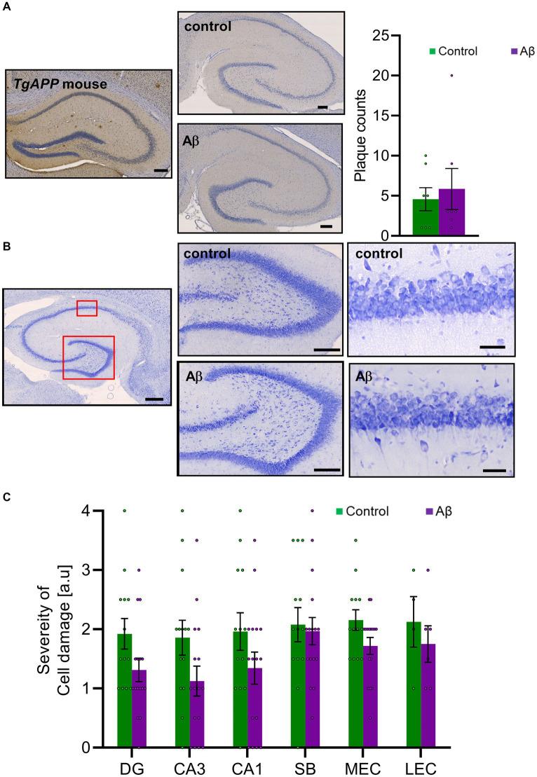 https://cdn.ncbi.nlm.nih.gov/pmc/blobs/e637/11327071/a34d0456c419/fnagi-16-1397901-g003.jpg