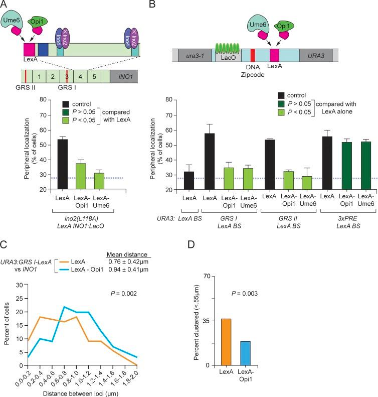 https://cdn.ncbi.nlm.nih.gov/pmc/blobs/e637/4792077/4ccac472f5a2/JCB_201508068_Fig5.jpg