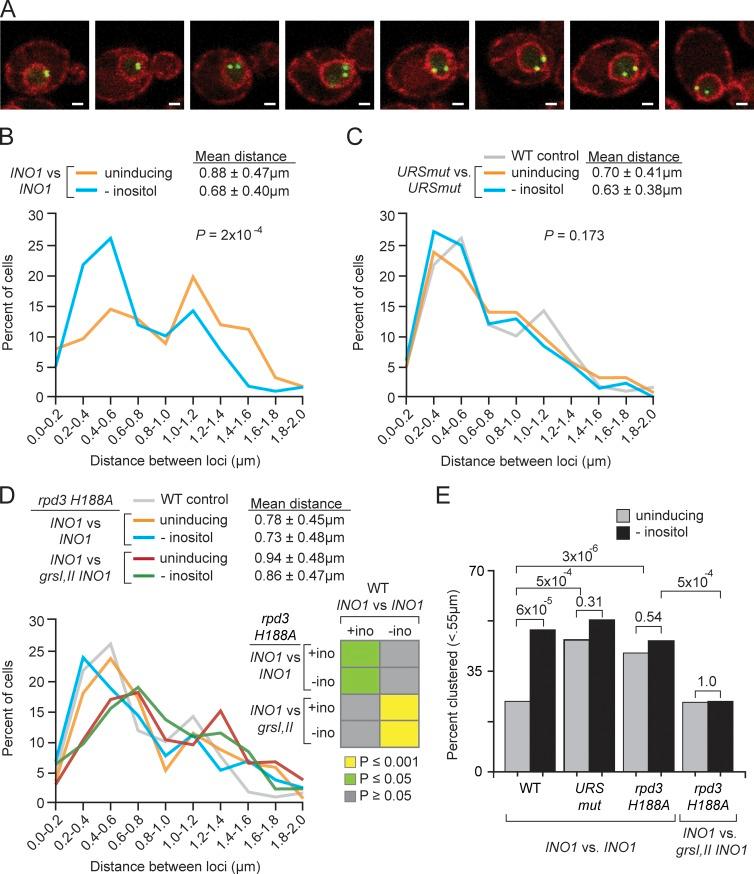 https://cdn.ncbi.nlm.nih.gov/pmc/blobs/e637/4792077/b501f757a2ae/JCB_201508068_Fig4.jpg